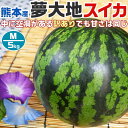 【予約】熊本産 夢大地 すいか 訳あり Mサイズ 5kg 1玉入 スイカ 熊本県産西瓜 母の日 父の日 プレゼント フルーツ 果物 お中元・ギフト・すいかギフト...