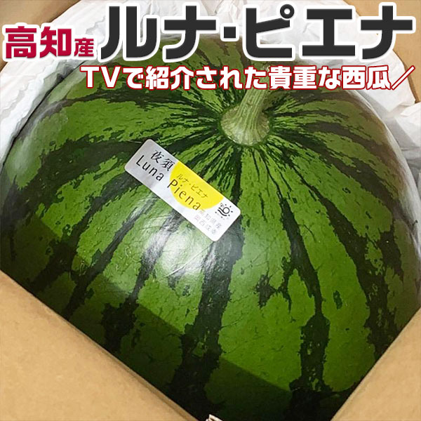 ルナピエナ 西瓜 スイカ 5-7kg 中玉サイズ 高知県産 金時 TVで紹介された貴重なすいか　高級スイカ　ギフト　贈答用　贈物　フルーツ　父の日　お中元 【予約 5月中旬頃から順次発送】送料無料　クール便指定