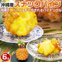 パイナップル 沖縄産 スナックパイン 6玉入 島パイン 沖縄県産 話題 甘い 芯まで食べる 手でちぎれる 家庭用ギフト 果物 希少フルーツ 贈物 クール便配送...