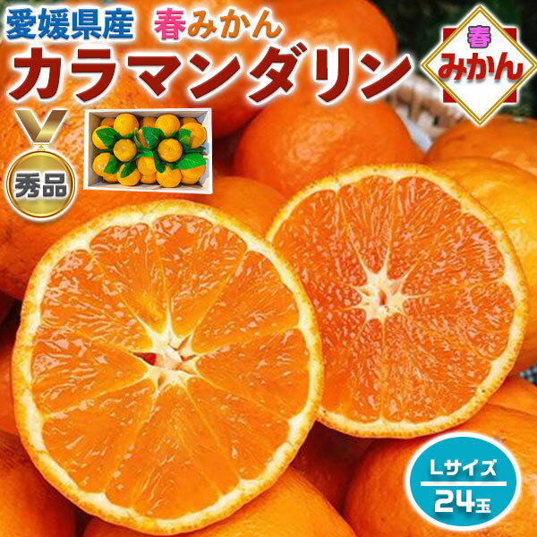 みかん みかん カラマンダリン　秀品 24玉　Lサイズ 【愛媛県産】高糖度 柑橘　果物・贈答用・母の日・フルーツ・ギフト・プレゼント・送料無料