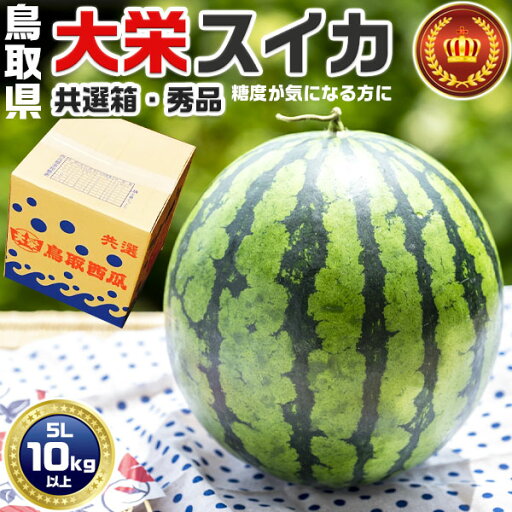 鳥取県産 大栄すいか 秀品 大栄西瓜 贈答用 5Lサイズ 10kg 特大 JA鳥取中央・共選段ボール箱入り【鳥取県産西瓜】お中元・家庭用・スイカ ギフト・送料無料 鳥取県産 大栄すいか 秀品 大栄西瓜 贈答用 5Lサイズ 10kg 特大 JA鳥取中央・共選段ボール箱入り【鳥取県産西瓜】お中元・家庭用・スイカ ギフト・送料無料