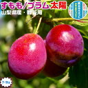 お中元 ギフト すもも プラム 太陽 きよう 山梨県産 すもも太陽 1箱 7-9玉入 贈答用 ぷらむ 高級 果物 希少 フルーツ 贈物 プレゼント お中元 送料...