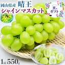 ぶどう 岡山県産 晴王 シャインマスカット シャイン 550g 1房 高糖度 希少品種 マスカット 遅れてごめんね お中元・敬老の日・家庭用・ギフト・送料無料【予約】