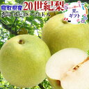鳥取県産 梨 秀品 20世紀梨 5kg 18~24玉入 贈答用 青梨 遅めの夏ギフト・遅れてごめんねお中元・敬老の日・ギフト・送料無料