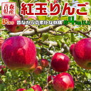 青森県産 紅玉 りんご 4kg以上 5キロ箱 訳あり・ご家庭用|家族・家庭向け・アップルパイなどお料理に最適送料無料