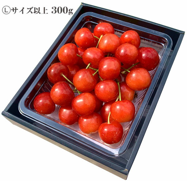 最高級 さくらんぼ　佐藤錦　特秀(最高ランク)　Lサイズ以上　300g(1パック)　贈答...