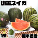 商品名 小玉　スイカ　熊本県産　1箱 小玉・1.7kg(1玉) 　高級すいか｜化粧箱入り　贈答用　ギフト・送料無料 お届けの目安 2-5営業日前後で出荷予定※収穫状況によって申込締切・配達予定を変更する場合があります。 配送に関しまして 送料無料※北海道・東北は別途送料北海道・沖縄・離島でお届けまで時間がかかる地域の場合は、商品が傷むため配送不可となる場合がございます。 内容量 1箱 小玉・1.7kg(1玉) ｜化粧箱入り 原産地 熊本県産 コメント そもそも小玉スイカは大玉スイカが小さくなったものではなく、品種改良の結果生まれた新しい品種のおいしいスイカです。小玉スイカには見た目が大玉スイカがコンパクトになったようものと、表皮が真っ黒な黒小玉スイカがあります。違う味がするように見えますが、実は味は変わりはありません。※発送する際は果皮の色はおまかせになります。熊本県だからこそお届けできるスイカ、大切な方への贈答用にいかがでしょうか？ 変更手数料について ◆◆◆【配送業者の「お届け先変更・転送」有料化についてのご案内】◆◆◆ ご注文頂きました内容で「お届け先住所」などのご変更、又は訂正のある場合は、 ご注文後、速やかにご連絡いただけますよう、何卒よろしくお願い申し上げます。 ※産地出荷後に「お届け先変更」、又は「転送」については「別途一般向け送料」がかかることになりました。予めご了承下さいませ。 ※転送された場合、お受取人様に代引きでご請求される運送業者もございますので予めご了承ください。 ※長期不在・又は配送業者の期限でメーカーや農園に戻った場合も往復の送料がかかります。 ※参考片道送料　常温便　⇒　770円〜1300円 ※参考片道送料　クール便　⇒　1250円〜2850円 ※よくあるお問い合わせ例：　引っ越しなどで住所が変わった、相手先の住所を入れ忘れた、住所が間違っていたなど。夏の果物に思えるスイカは今や年間を通じて食べられるようになりました。 そもそも小玉スイカは大玉スイカが小さくなったものではなく、品種改良の結果生まれた新しい品種のおいしいスイカです。 小玉スイカには見た目が大玉スイカがコンパクトになったようものと、表皮が真っ黒な黒小玉スイカがあります。違う味がするように見えますが、実は味は変わりはありません。 ※発送する際は果皮の色はおまかせになります。商品情報■商品名：　小玉　スイカ　熊本県産　1箱 小玉・1.7kg(1玉) 　高級すいか｜化粧箱入り　贈答用　ギフト・送料無料 ■お届けの目安：2-5営業日前後で出荷予定 ※収穫状況によって申込締切・配達予定を変更する場合があります。 ※産地「直送品」となります。※北海道・沖縄・離島は配送不可の場合がございます。　 ■内容量：　1箱 小玉・1.7kg(1玉) ｜化粧箱入り ■原産地：　熊本県産 ■コメント：　 そもそも小玉スイカは大玉スイカが小さくなったものではなく、品種改良の結果生まれた新しい品種のおいしいスイカです。小玉スイカには見た目が大玉スイカがコンパクトになったようものと、表皮が真っ黒な黒小玉スイカがあります。違う味がするように見えますが、実は味は変わりはありません。※発送する際は果皮の色はおまかせになります。熊本県だからこそお届けできるスイカ、大切な方への贈答用にいかがでしょうか？