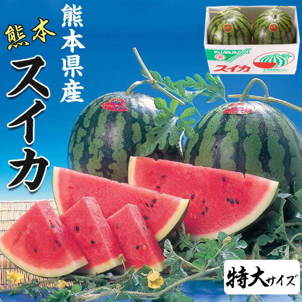 スイカ 特大サイズ 熊本県産 すいか 1箱 8kg × 2玉 セット 高級すいか 等級:秀(赤) 贈答用 高級西瓜 プレゼント 果物 母の日 希少すいか フルーツ ギフト ・送料無料