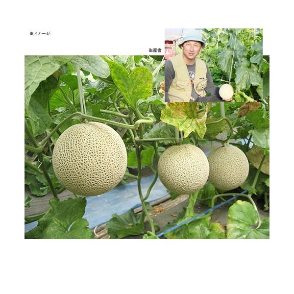 メロン マスクメロン 2玉 贈答用「果物の王様」百貨店品質の高級品・プレゼント　...
