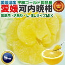 愛媛 河内晩柑 5kg 訳あり L〜3Lサイズ混合(バラ詰め) 宇和ゴールド同品種 愛媛県愛南町産 柑橘みかん 果物 フルーツ 家族向けギフトにも・送料無料