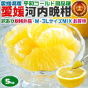 愛媛 河内晩柑 5kg 訳あり規格外品 M〜3Lサイズ混合(バラ詰め) 宇和ゴールド同品種 愛媛県愛南町産 柑橘みかん 果物 フルーツ 家族向けギフトにも・送料...