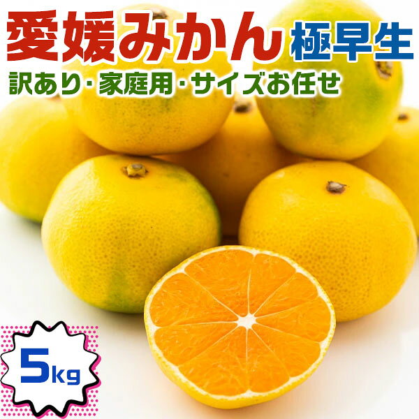 愛媛 みかん　極早生みかん　訳あり 家庭用　2S-L混合　サイズお任せ　5kg　1箱　愛媛県産 果物 フルーツ 柑橘　家族 ギフト にも　早めの お歳暮　送料無料
