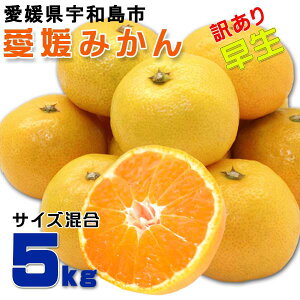 愛媛みかん 箱買い 5kg/1箱 早生みかん 訳あり・家庭用 (愛媛県宇和島産・2S-Lサイズ混合) ギフトにも・送料無料