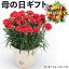 カーネーション赤【母の日ギフト】5号鉢 高さ約40cm バスケット入り 鉢花 送料無料【予約お届け日:5月6日〜5月9日】指定不可