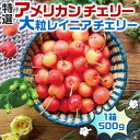 さくらんぼ 高級 アメリカンチェリー 特選・大粒レイニアチェリー 500g(レイニア種) 大粒レーニアチェリー 500グラム ギフト お試し プレゼント 果...