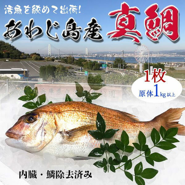 旬の真鯛　1枚　1kg(原体)　淡路島産　兵庫県産　血抜き・内臓鱗除去済み【料亭卸品質】あわじ島の活魚を絞めて出荷いたします　送料無料