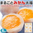 リアルタイムランキング1位!まるごと みかん 大福 6個入り フルーツ大福 ギフト 和菓子 プレゼント 贈物 スイーツ 母の日や父の日 お中元 敬老の日 送料無...
