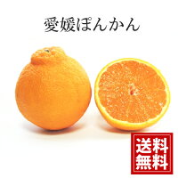 【訳あり特価】産地直送 減農薬 愛媛産【9kg】ポンカン【送料無料】
