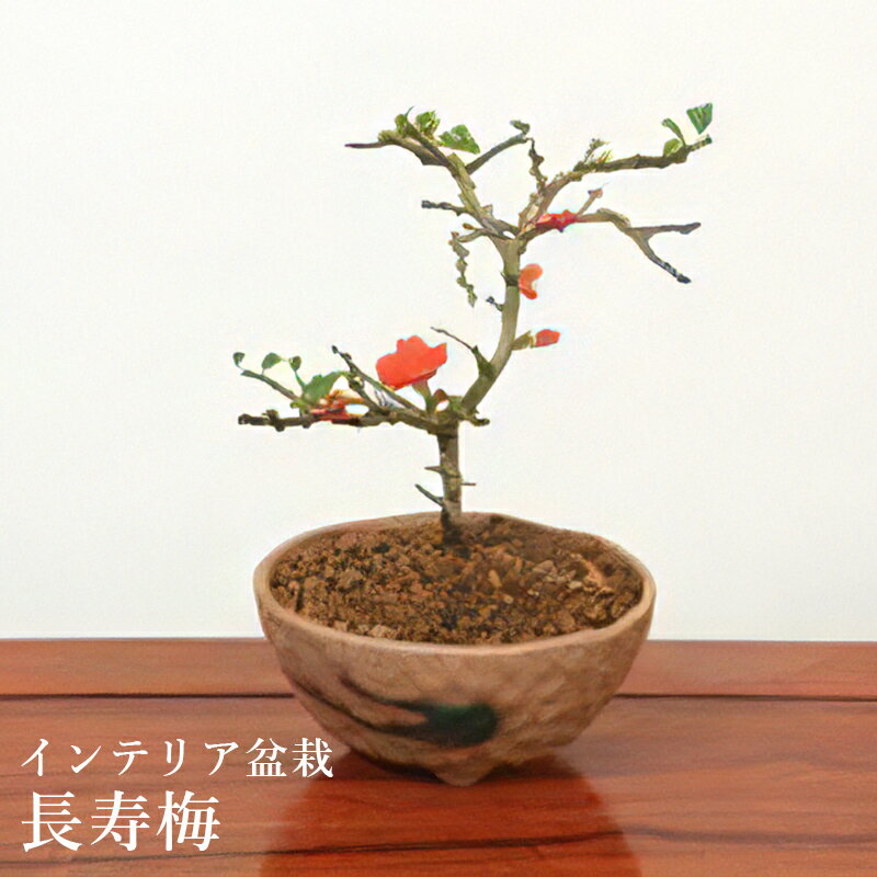 インテリア盆栽 長寿梅 盆栽 インテリアギフト 贈答 贈り物 プレゼント お返し 内祝い 結婚内祝・引出物 お返し 結婚内祝い 結婚祝い 引越し祝い 法要 還暦・長寿祝 ご挨拶 お中元 お歳暮 お年賀