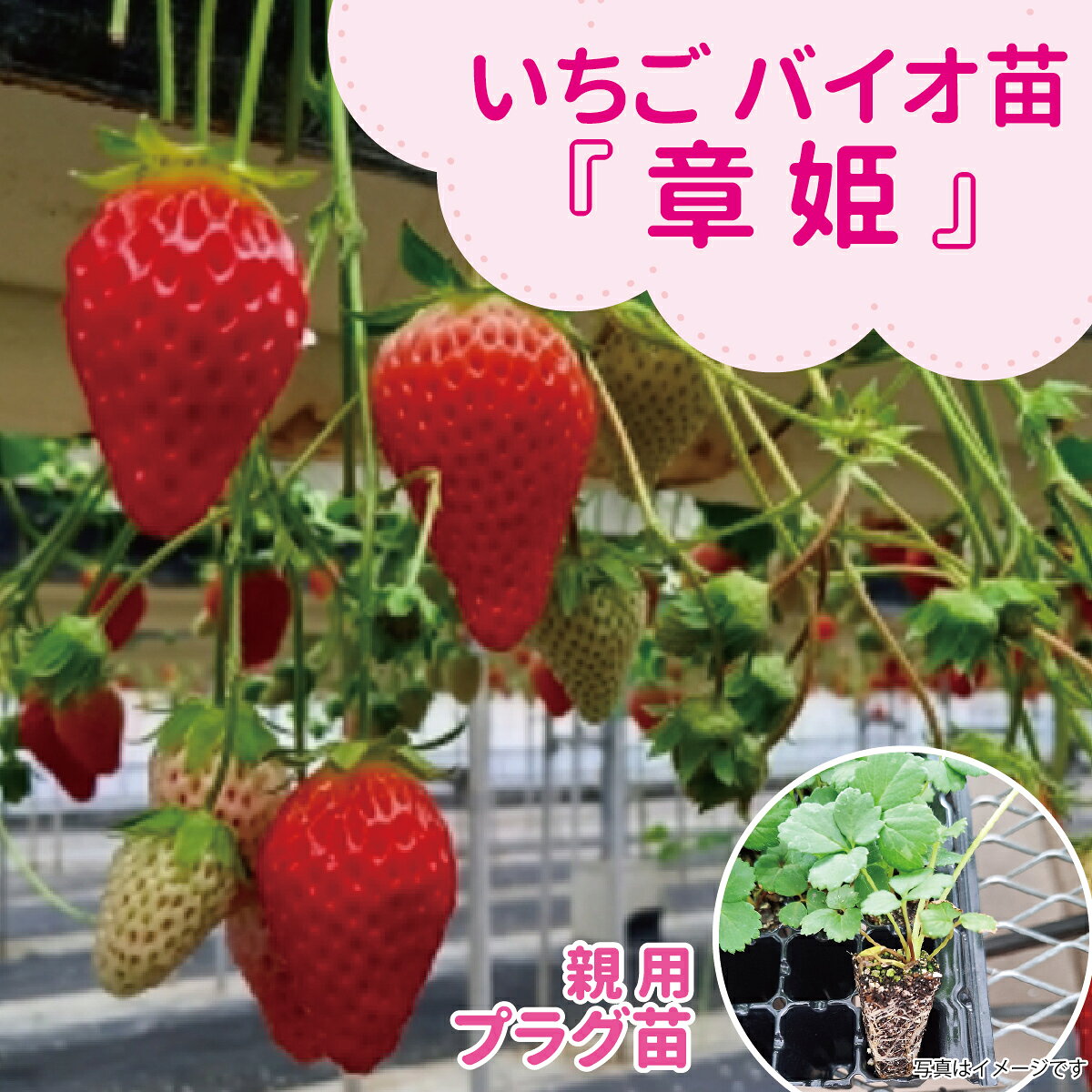 ☆予約販売中☆種苗のプロが生産！【サンワの健やか「バイオ」いちご苗】 【秋（9月...