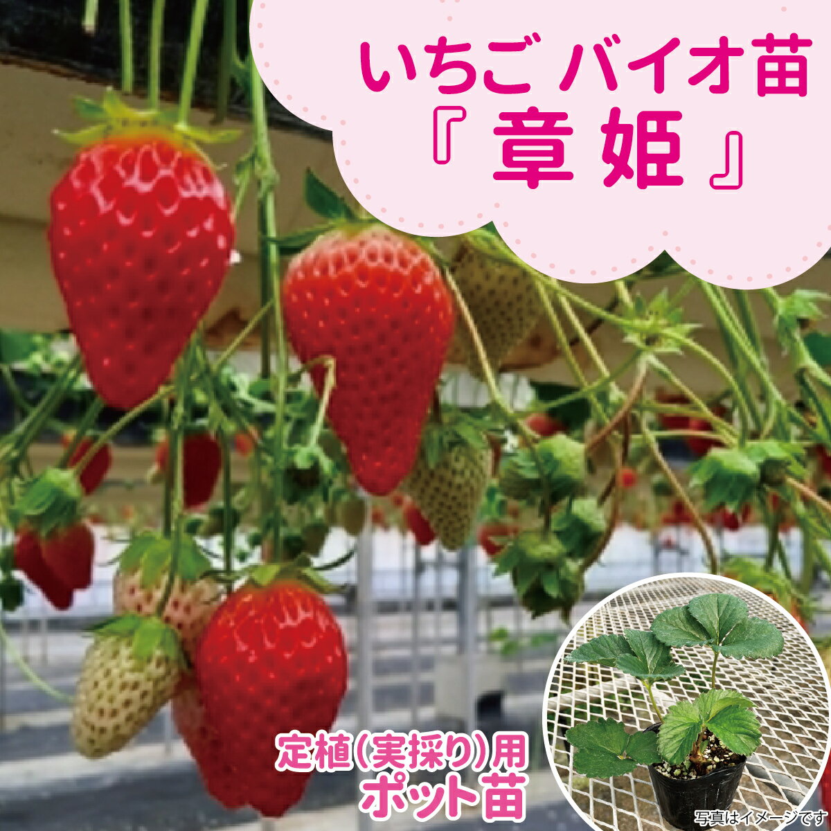 Winter Vegetables - ☆予約販売中☆種苗のプロが生産！【サンワの健やか「バイオ」いちご苗】 【章姫】定植（実採り）用ポット苗細長い円錐形の形と酸味が少なく上品な甘さが特徴！果汁が豊富な甘いいちごいちご苗 野菜苗 ガーデニング 家庭菜園 農家直送 いちご