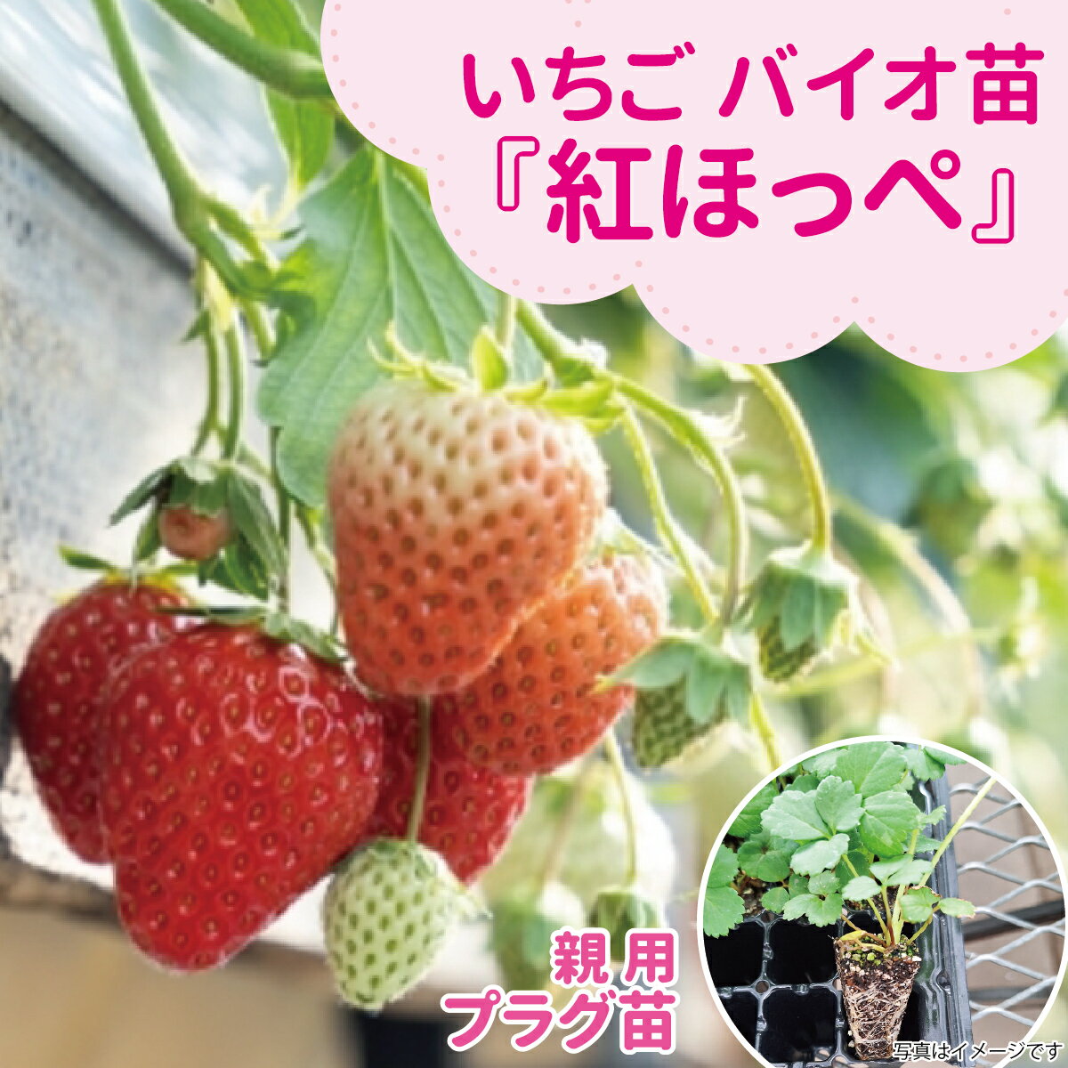 ☆予約販売中☆種苗のプロが生産！【サンワの健やか「バイオ」いちご苗】 【秋（9月...
