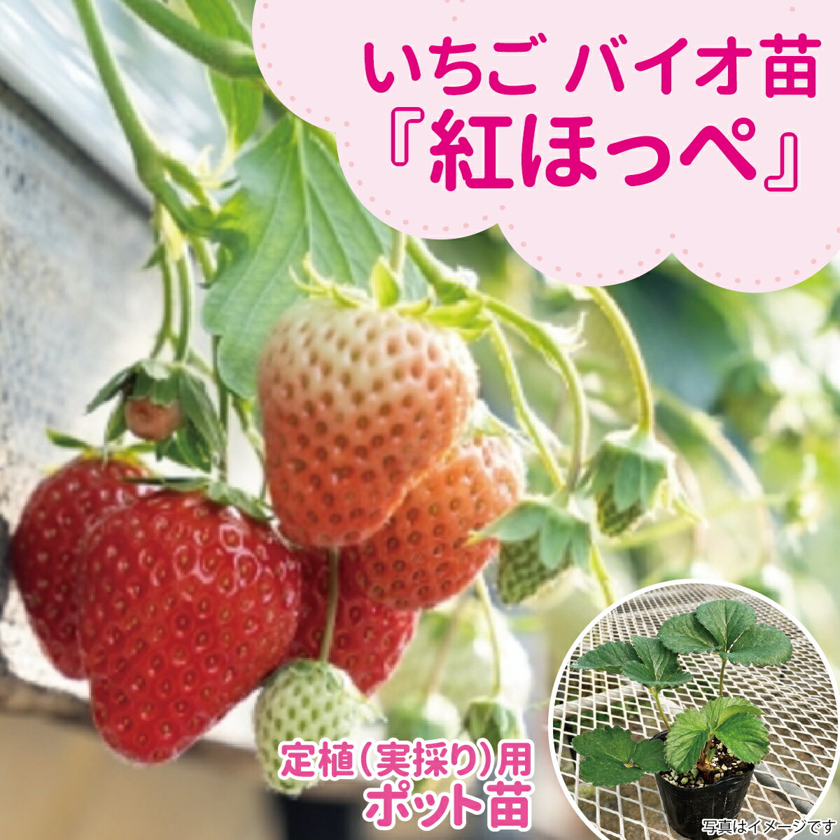 楽天市場】紅ほっぺ 苗の通販