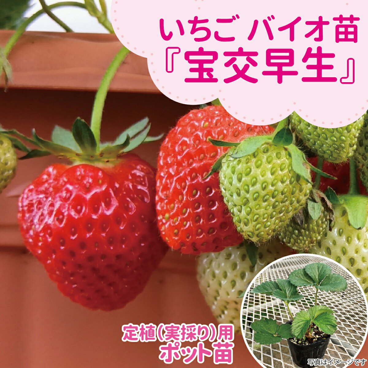 ☆予約販売中☆種苗のプロが生産！【サンワの健やか「バイオ」いちご苗】 【宝交早生...