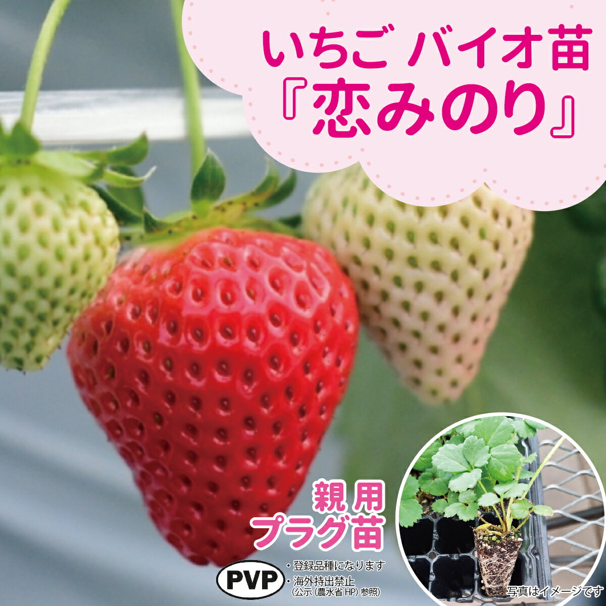 ☆予約販売中☆種苗のプロが生産！【サンワの健やか「バイオ」いちご苗】 【秋（9月...
