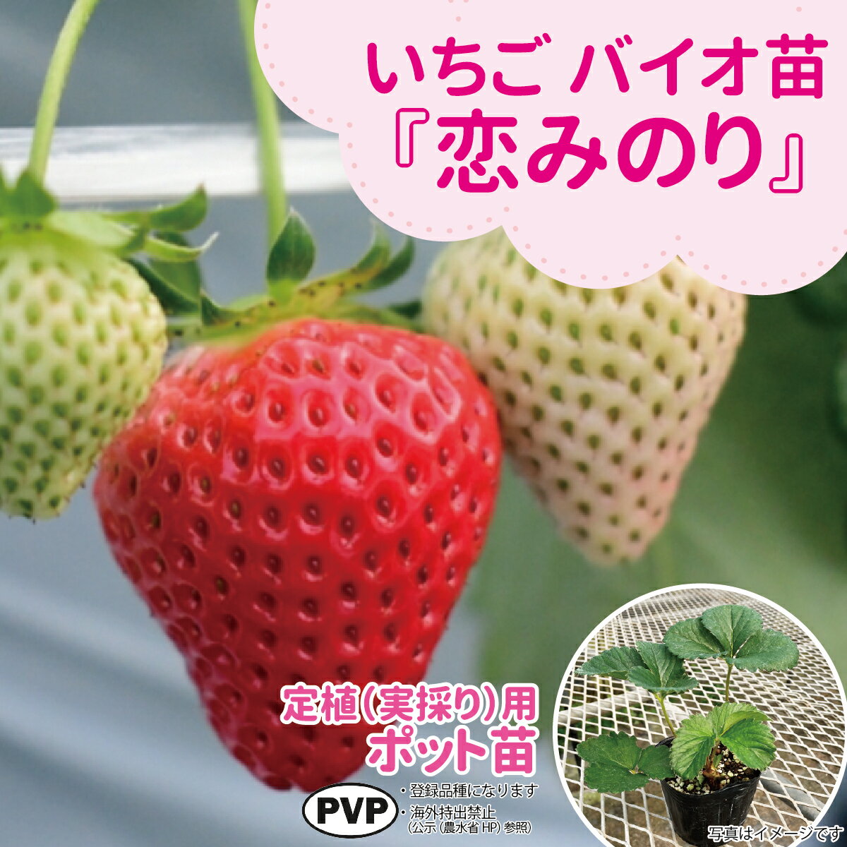 Winter Vegetables - ☆予約販売中☆種苗のプロが生産！【サンワの健やか「バイオ」いちご苗】 【恋みのり】定植（実採り）用ポット苗大粒で甘みと酸味のバランスが絶妙！日持ちがよい品種！いちご苗 野菜苗 培土 種 ガーデニング 家庭菜園 農家直送 いちご