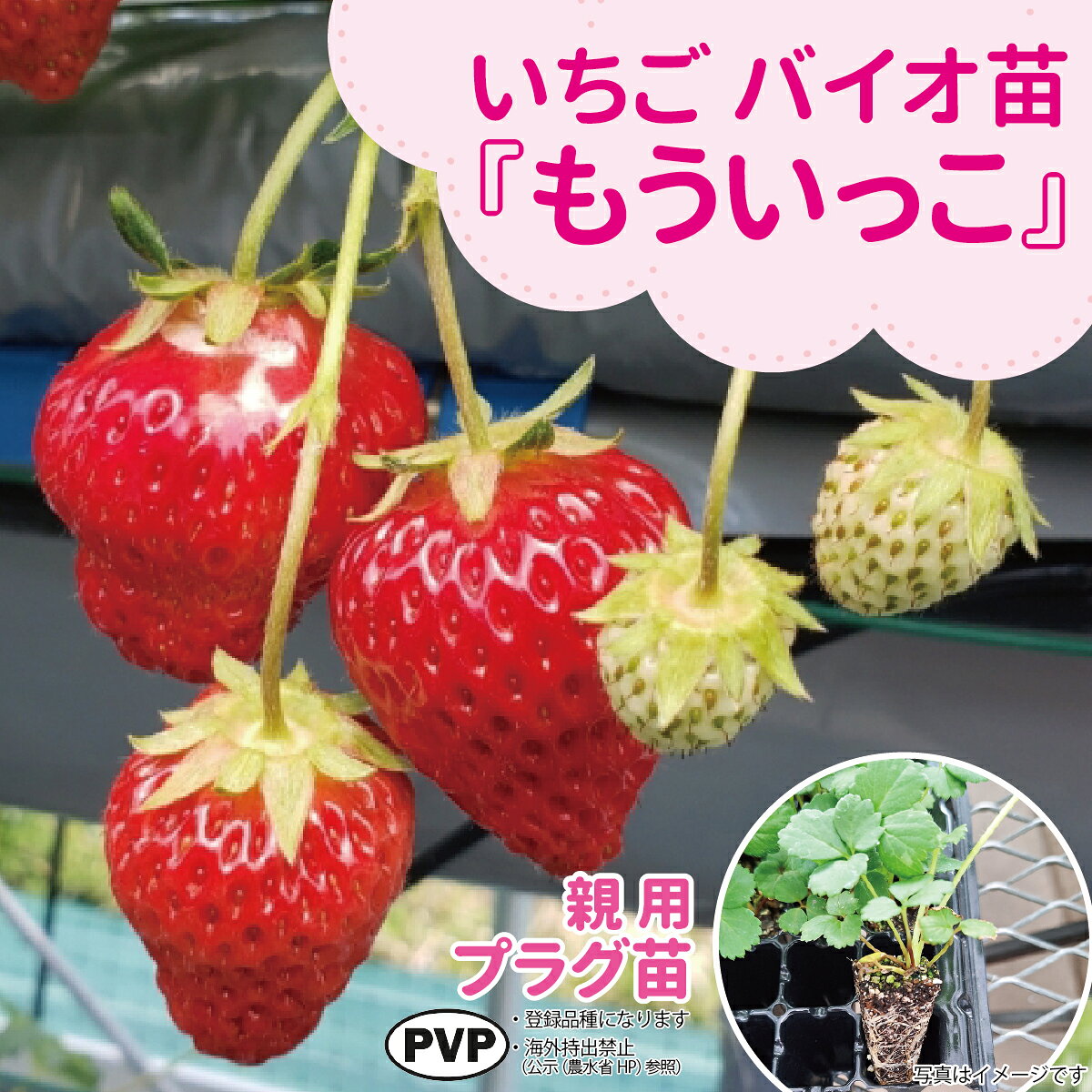 ☆予約販売中☆種苗のプロが生産！【サンワの健やか「バイオ」いちご苗】 【秋（9月...