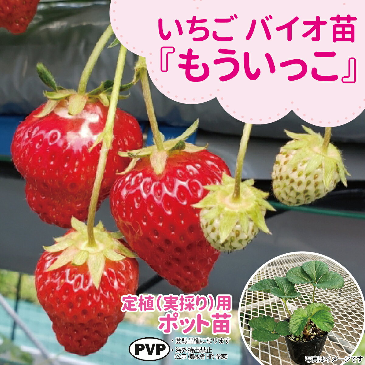 Winter Vegetables - ☆予約販売中☆種苗のプロが生産！【サンワの健やか「バイオ」いちご苗】 【もういっこ】定植（実採り）用ポット苗大粒でさわやかな甘さが特徴！「もう1個」食べたくなる美味しさ！いちご苗 野菜苗 バイオ 種 ガーデニング 家庭菜園 農家直送 いちご