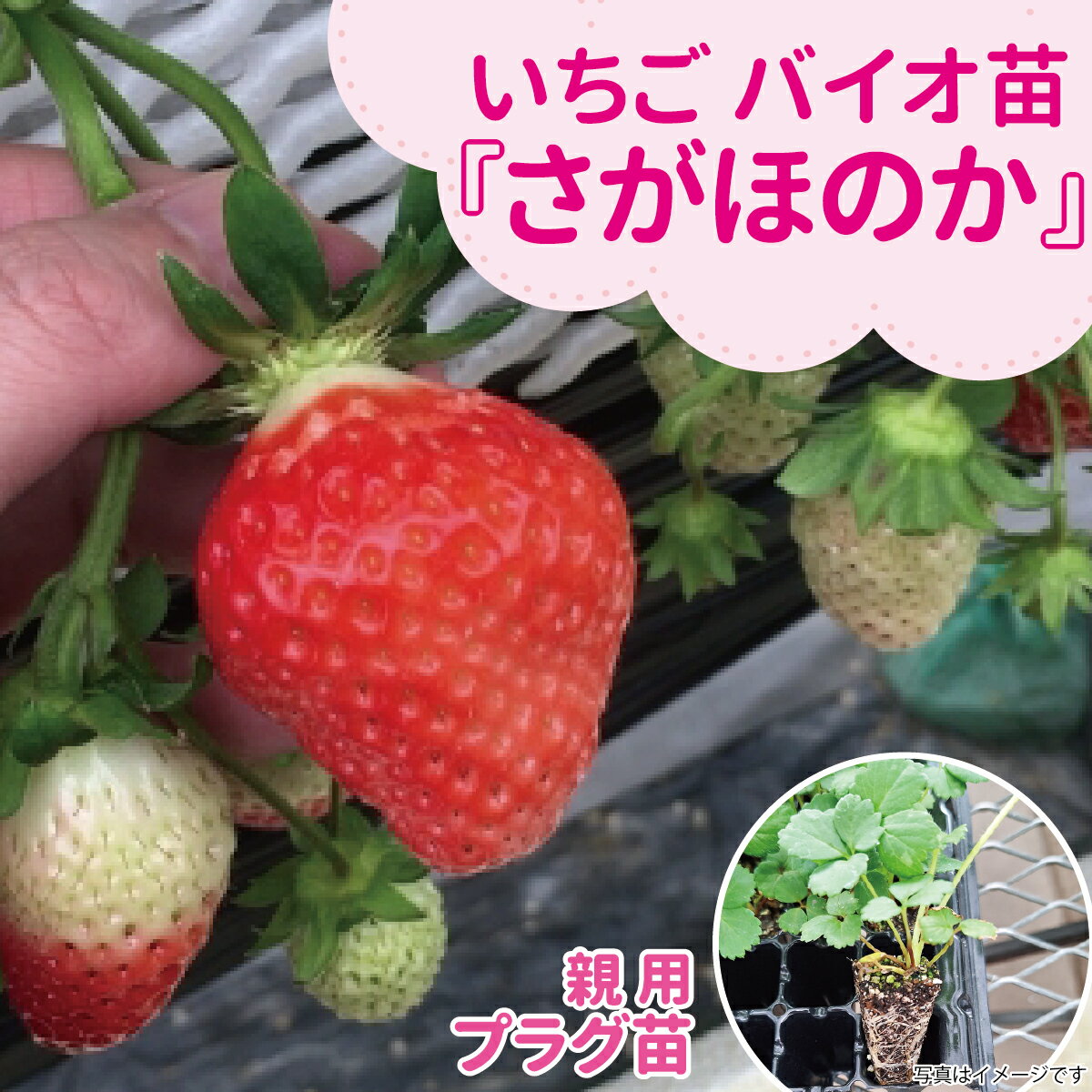 ☆予約販売中☆種苗のプロが生産！【サンワの健やか「バイオ」いちご苗】 【秋（9月...