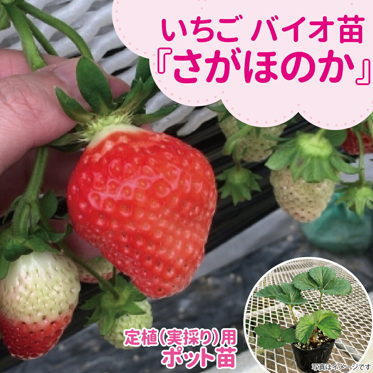 ☆予約販売中☆種苗のプロが生産！【サンワの健やか「バイオ」いちご苗】 【さがほの...
