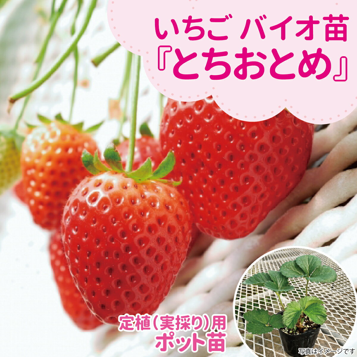 ☆予約販売中☆種苗のプロが生産！【サンワの健やか「バイオ」いちご苗】 【とちおと...