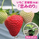 期間限定♪種苗のプロが生産!【サンワの健やかいちご苗】 【恋みのり】 定植用苗(秋苗)大粒で甘みと酸味のバランスが絶妙!日持ちがよい品種!(いちご苗 9cmポット)いちご苗//野菜苗/培土/種/ガーデニング/家庭菜園/農家直送/いちご