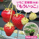 期間限定♪種苗のプロが生産!【サンワの健やかいちご苗】 【もういっこ】 定植用苗(秋苗)大粒でさわやかな甘さが特徴!「もう1個」食べたくなる美味しさ!(いちご苗 9cmポット)いちご苗//野菜苗/培土/種/ガーデニング/家庭菜園/農家直送/いちご