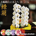 鹿児島からお届け!胡蝶蘭 大輪純白 2本立ち(18輪〜22輪)1万円 ギフト お祝い お供え 供花 開店祝い 移転祝い 花のある暮らし インテリア ギフト プレ...