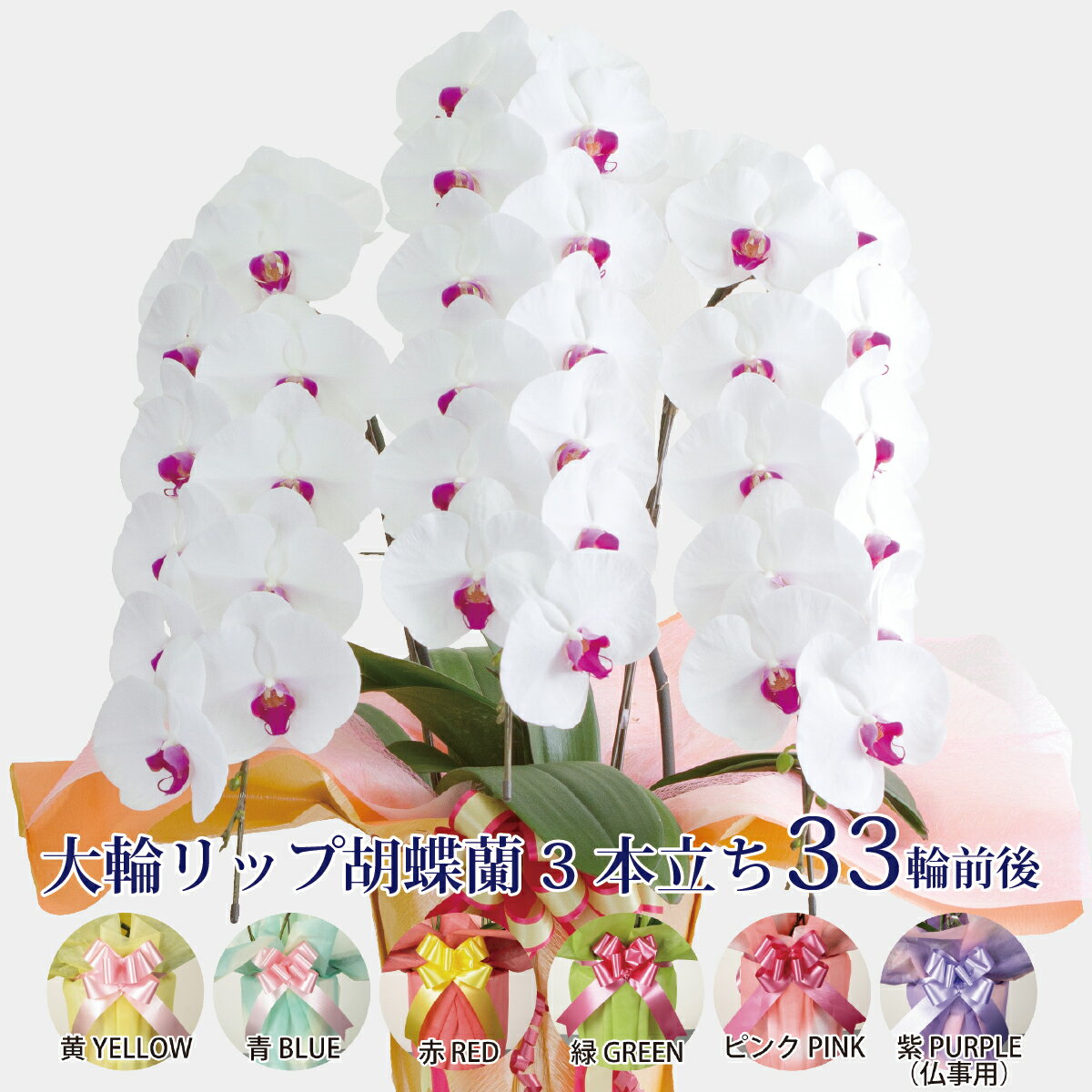 ギフト胡蝶蘭のサンワ 新トップ 楽天 0秒 テンプレver2 0 にぎわいツール組み込み版 ギフト胡蝶蘭のサンワ 新トップ 楽天 0秒 テンプレver2 0 にぎわいツール組み込み版