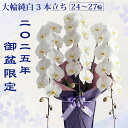 期間・数量限定販売【ポイント2倍!クーポンでも300円OFF!】 胡蝶蘭 純白 白花 大輪3本立ち (24~30輪前後)クーポン お盆 新盆 初盆 供花 仏花 お悔み 御供 お供え 御仏前 御霊前 1万円台 生花 鉢花 産地直送 九州 鹿児島県 送料無料 メッセージ札 ラッピング付