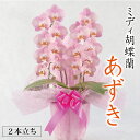 【大きめミディ胡蝶蘭 2本立ち】『あずき』スモーキーピンクのお花色 中輪サイズ大きめ花弁 上品ピンク ミディ 御祝 ギフト プレゼント 贈り物 開店祝い 新築祝...