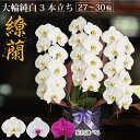 鹿児島 自家農園直送『繚蘭3本立ち』(27〜30輪 前後) 胡蝶蘭 大輪 3本【選べる花色3色】ギフト 贈り物 プレゼント 2万円以下 あす楽 九州 関西 御祝...