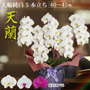鹿児島 自家農園直送『天蘭 5本立ち』(40〜45輪 前後) 胡蝶蘭 大輪 純白 5本 2万円 あす楽 九州 関西 お祝い ギフト 御祝 お供え 供花 贈り物 ...