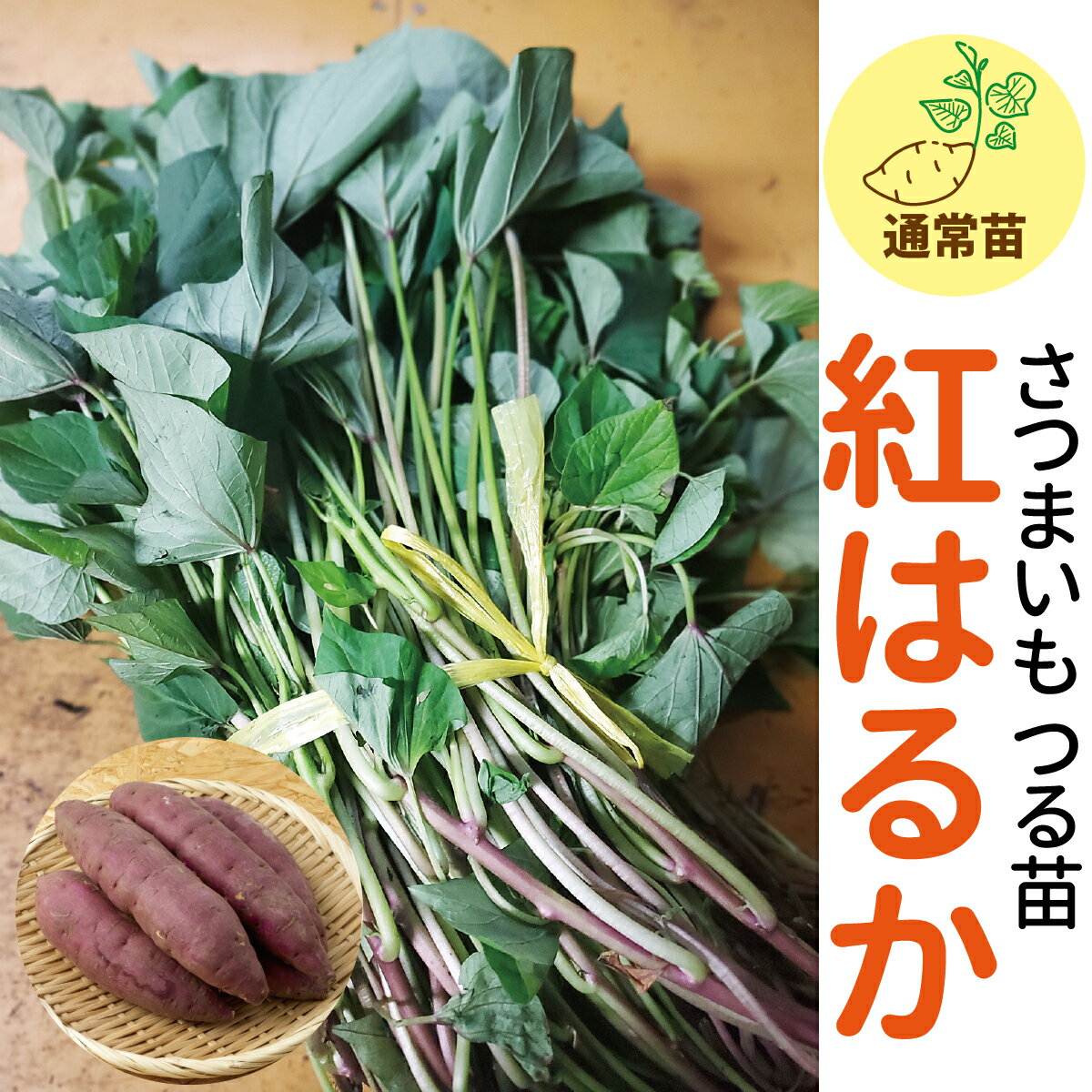 期間限定♪名産地鹿児島産の種芋由来【サンワの健やかさつまいも苗】 【紅はるか】 しっとりとした強い甘み（さつまいも苗） 約100本束～500本束さつまいも苗//野菜苗/培土/種/ガーデニング/家庭菜園/農家直送