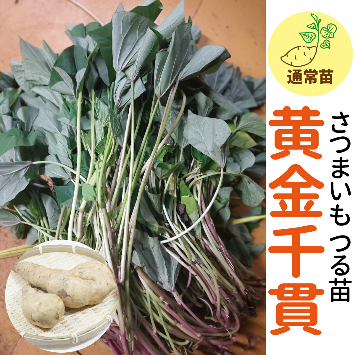 楽天ギフト胡蝶蘭のサンワ期間限定♪名産地鹿児島産の種芋由来【サンワの健やかさつまいも苗】 【黄金千貫】 ホクホク食感の優しい甘さ（さつまいも苗） 約100本束～500本束さつまいも苗//野菜苗/培土/種/ガーデニング/家庭菜園/農家直送