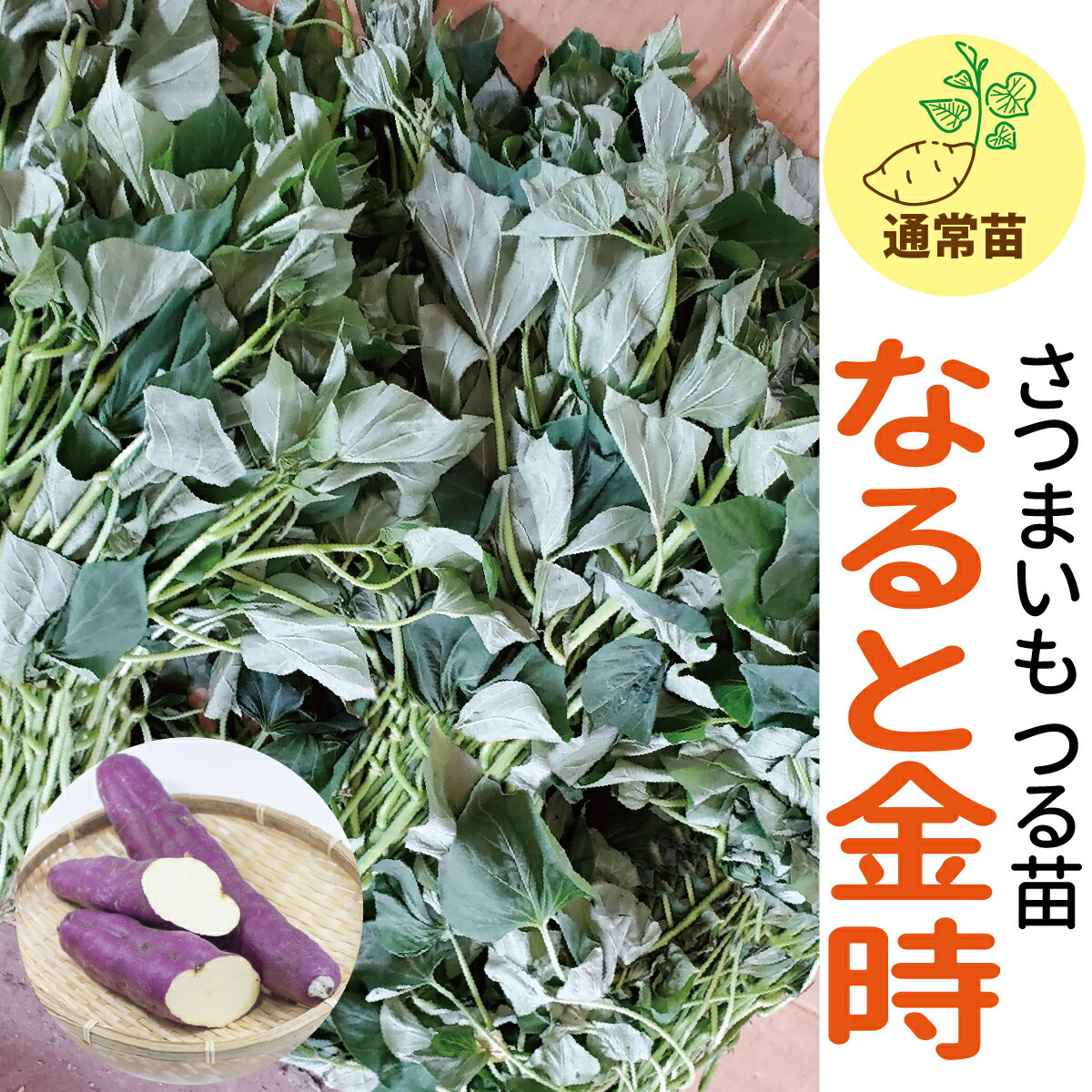 期間限定 名産地鹿児島産の種芋由来【サンワの健やかさつまいも苗】 【なると金時】 ホクホク食感の上品な甘さ さつまいも苗 約100本束～500本束さつまいも苗//野菜苗/培土/種/ガーデニング/家…