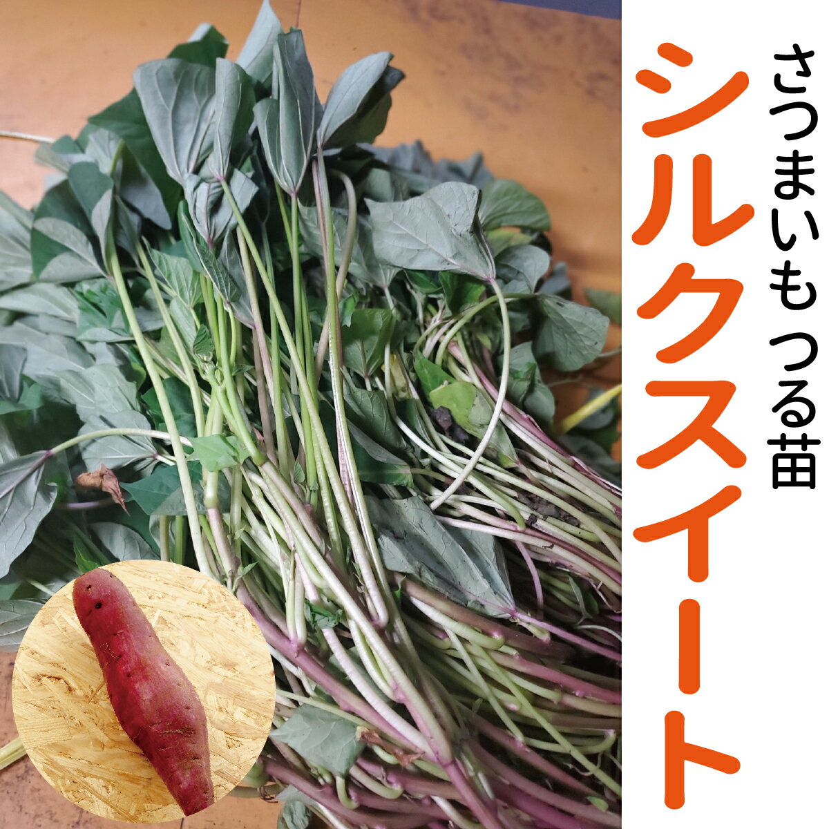 期間限定♪名産地鹿児島産の種芋由来【サンワの健やかさつまいも苗】 【シルクスイート】 しっとりなめらか（さつまいも苗） 約100本束～500本束さつまいも苗//野菜苗/培土/種/ガーデニング/家庭菜園/農家直送