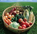 千葉県産 旬の採りたて新鮮野菜セット【送料無料】野菜,MPP