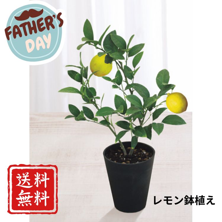 乐天商城 - ☆全品P5倍☆父の日 ギフト 2026 花 プレゼント レモン鉢植え おしゃれ 送料無料