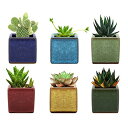 植木鉢 6個入り Lewondr 多肉植物ポット プランター 陶器鉢 盆栽 窓飾り インテリア ミニ植物適用 2号サイズ 6.35*6.35*6.35cm 「注:セット内容は鉢のみ」 SquareIceCrack